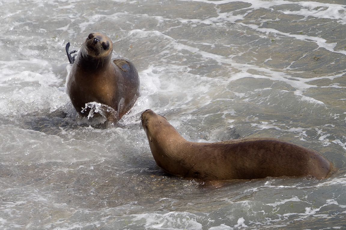 Entrando y saliendo al agua
