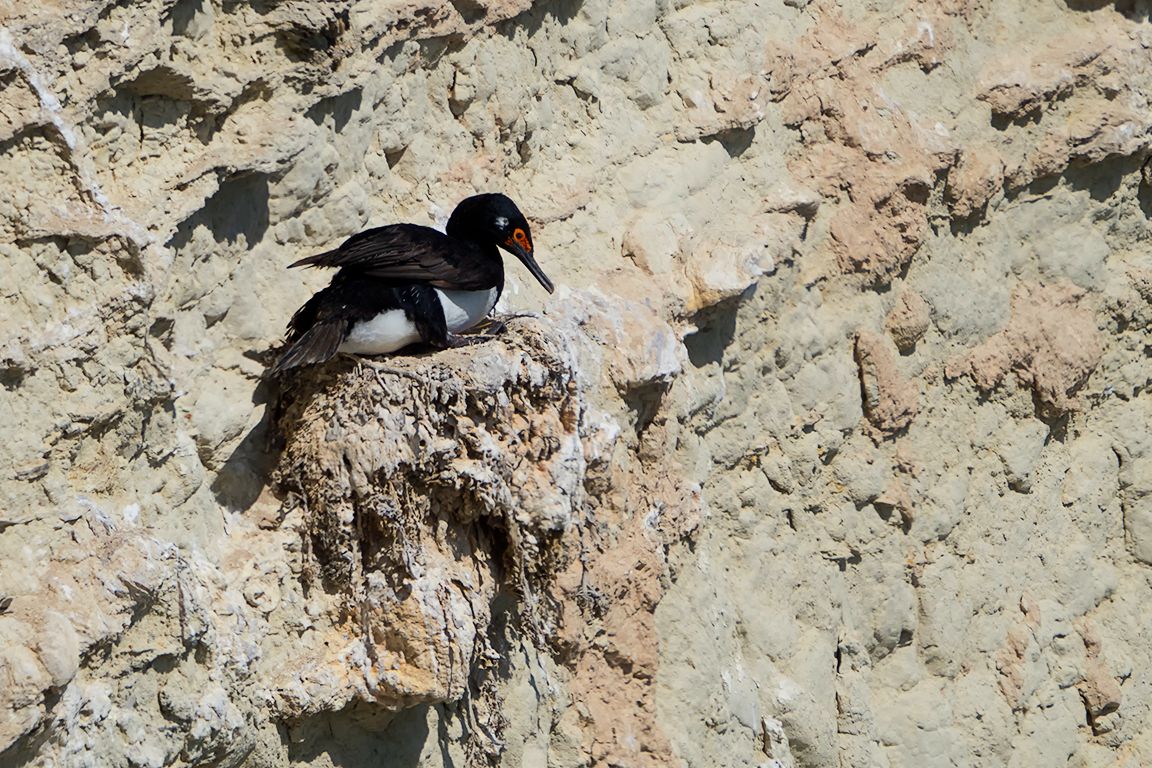 Cormorán cuellinegro