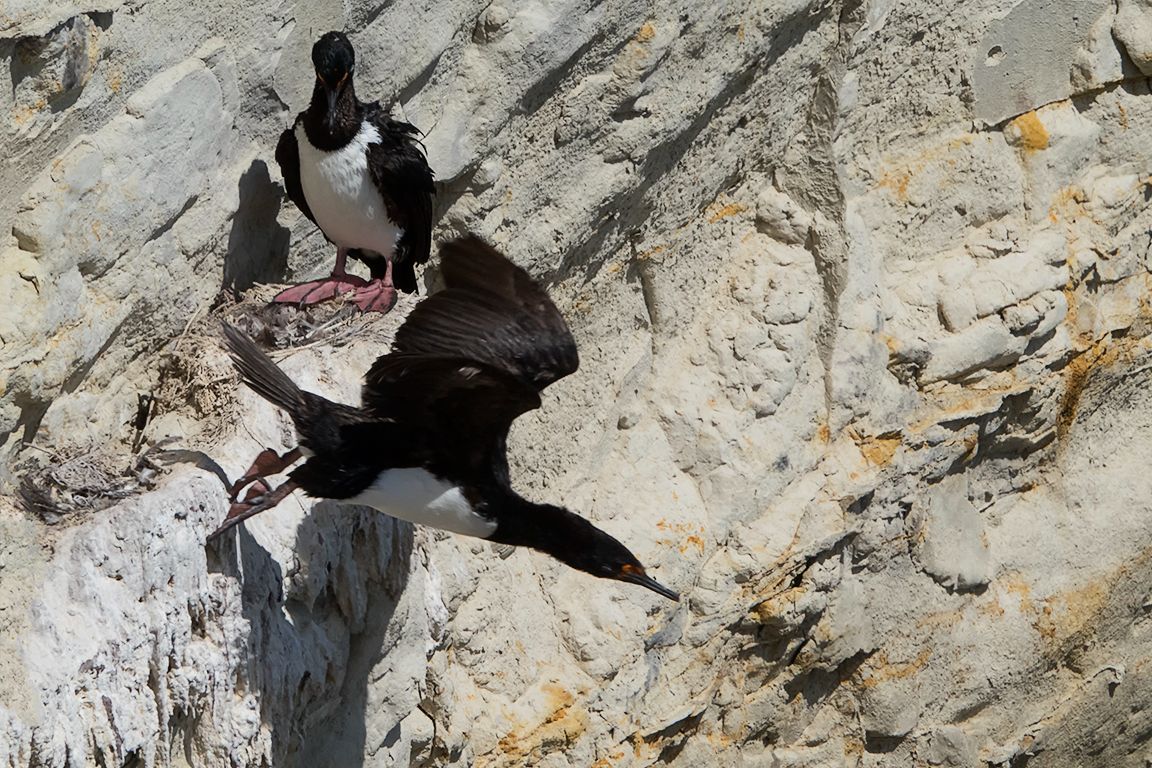 Cormorán cuellinegro
