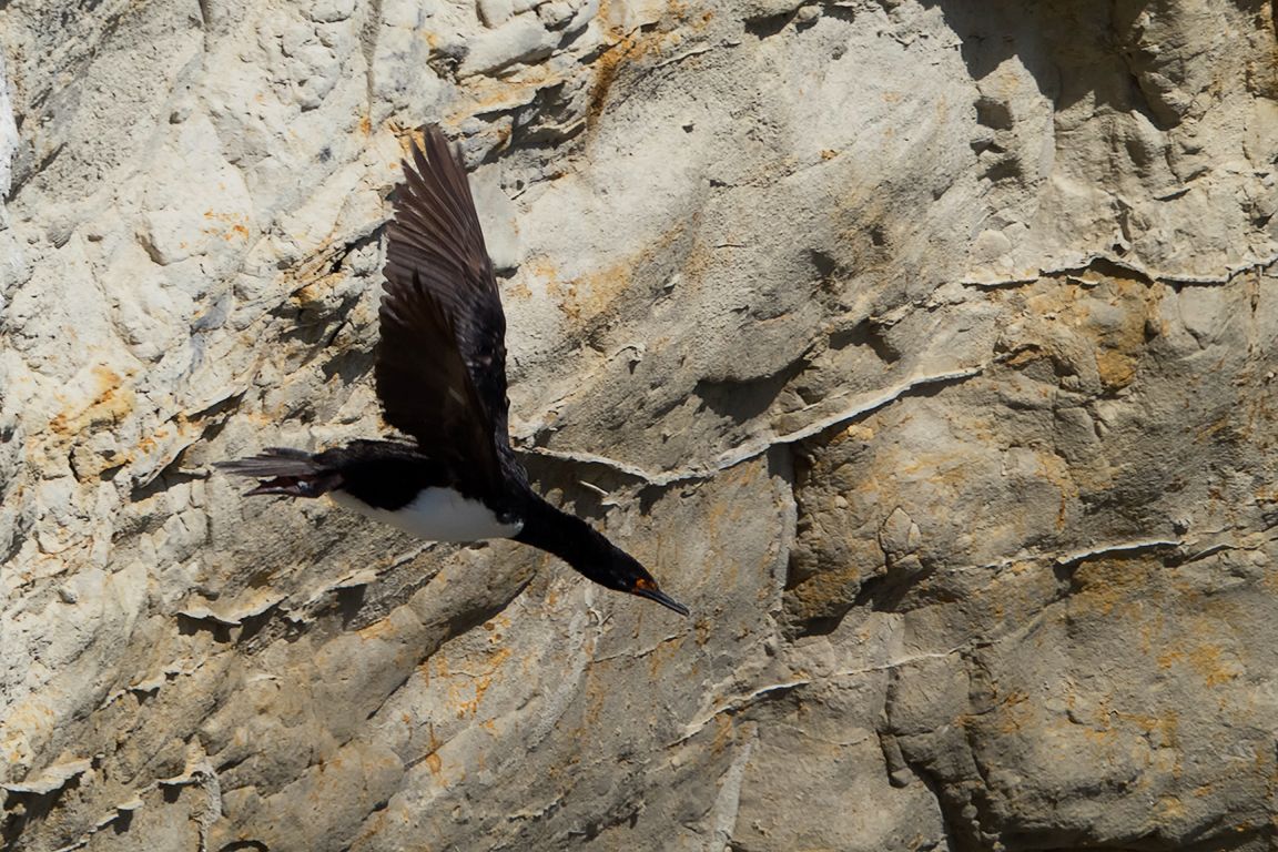 Cormorán cuellinegro