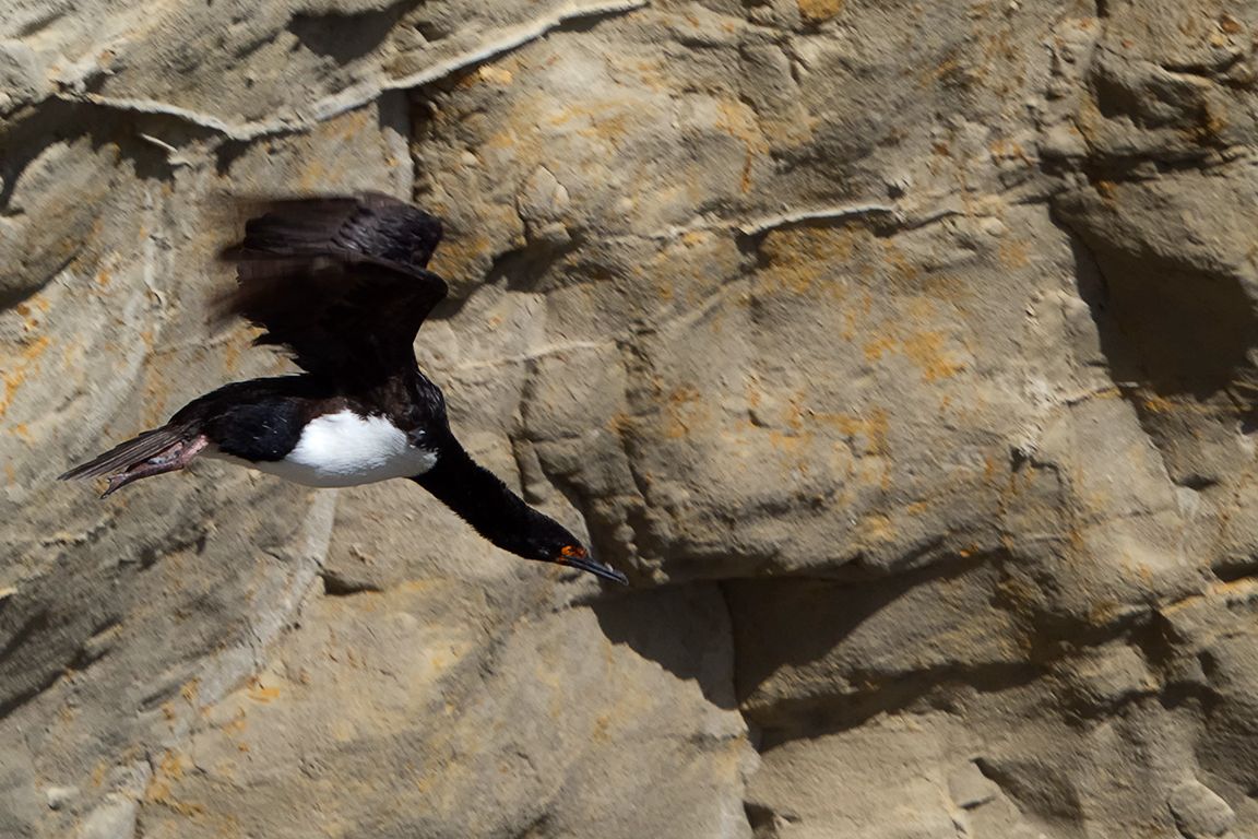 Cormorán cuellinegro