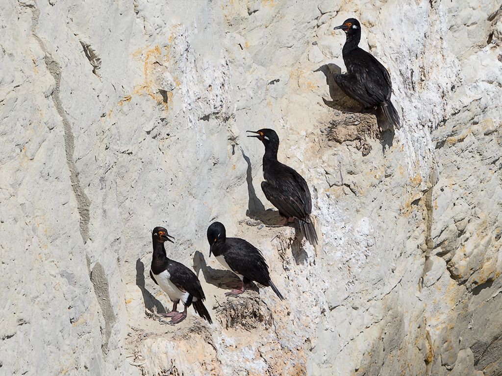 Cormorán cuellinegro