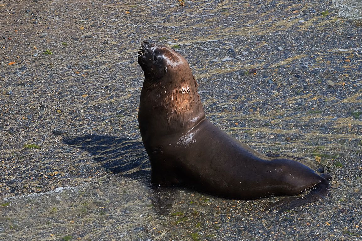 Joven macho "soltero"