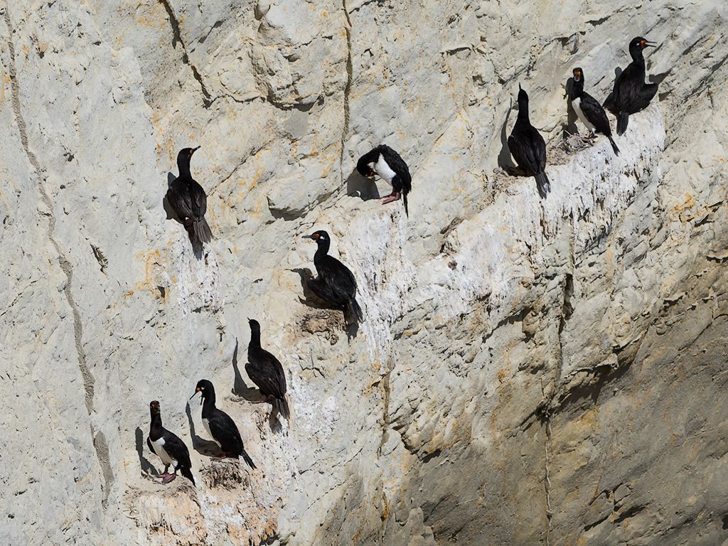Cormorán cuellinegro