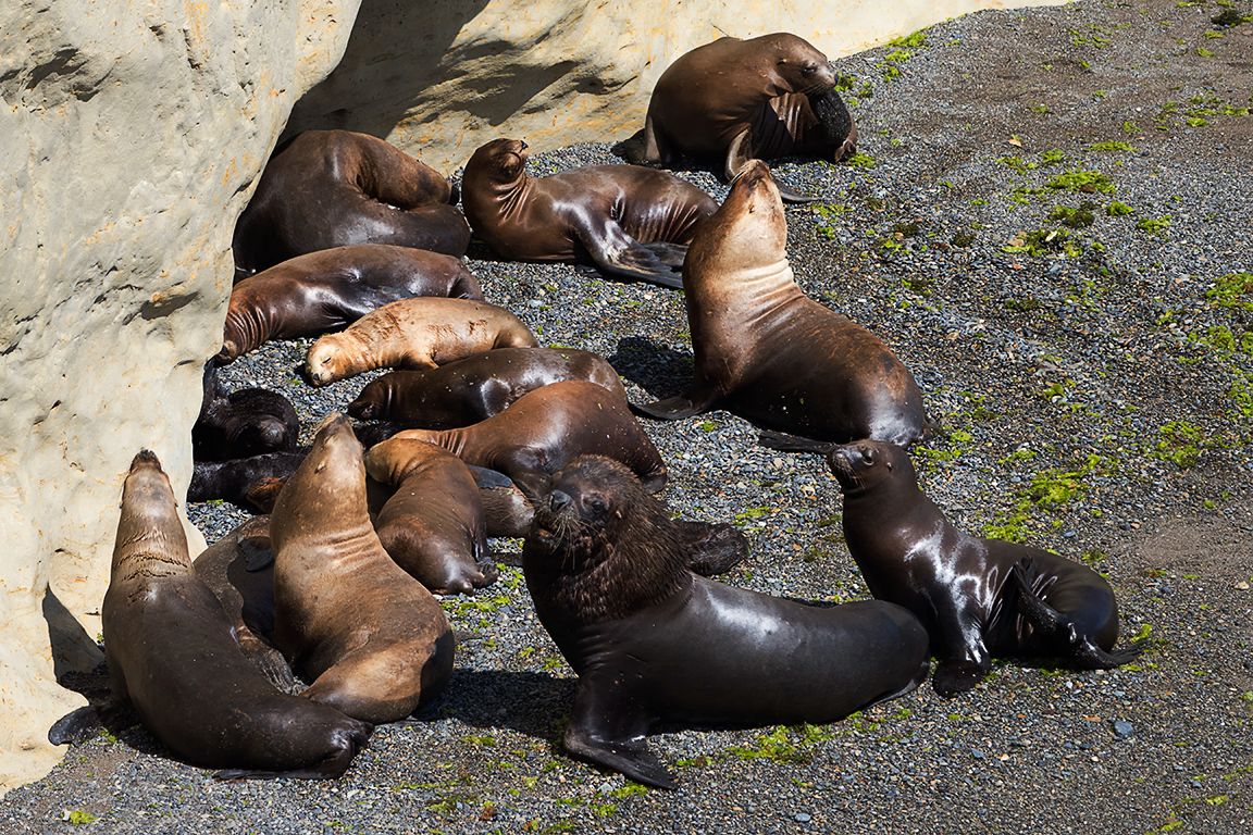 El macho y su harén