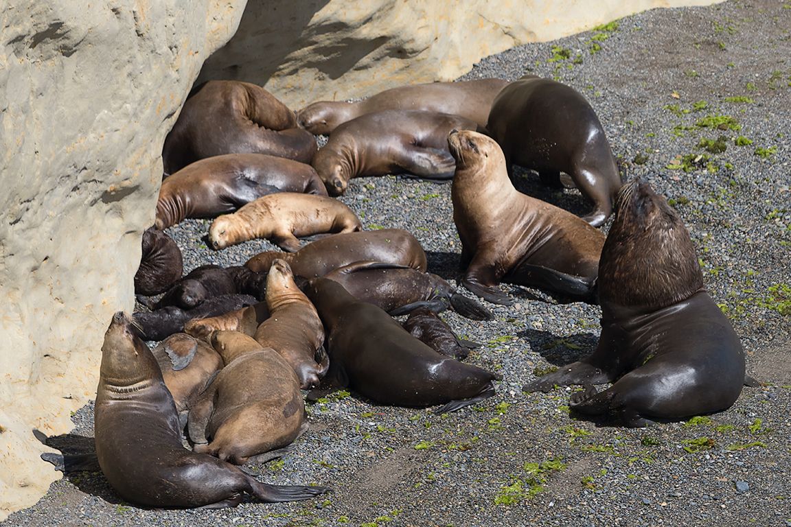 El macho y su harén
