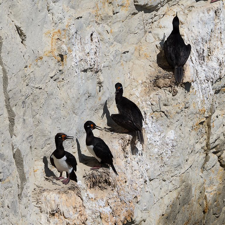 Cormorán cuellinegro