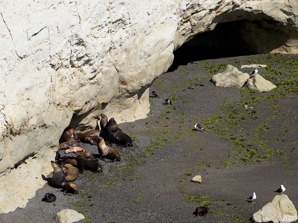 El macho y su harén