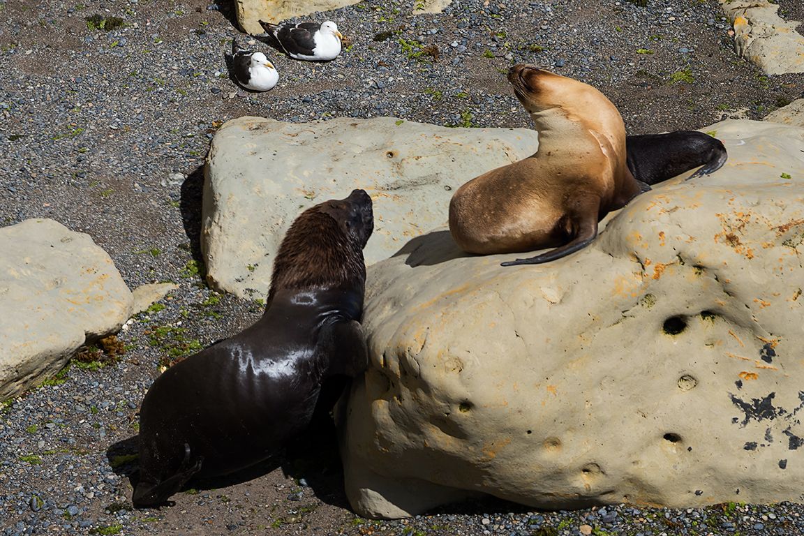 Un macho vigilando a la hembra