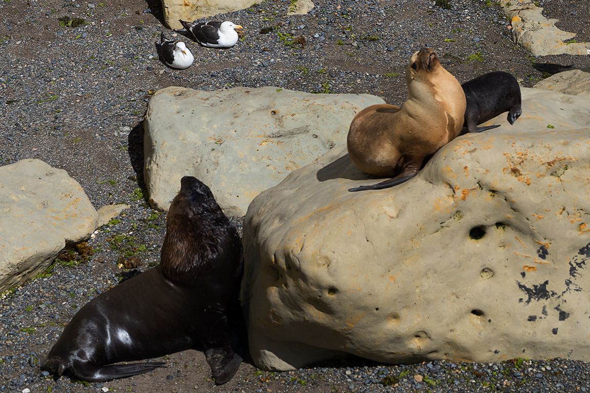 Un macho vigilando a la hembra