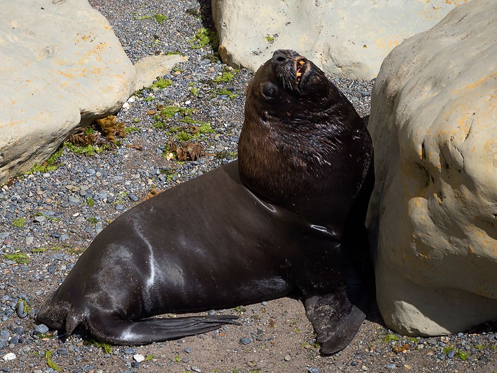 Tremendo el porte del macho