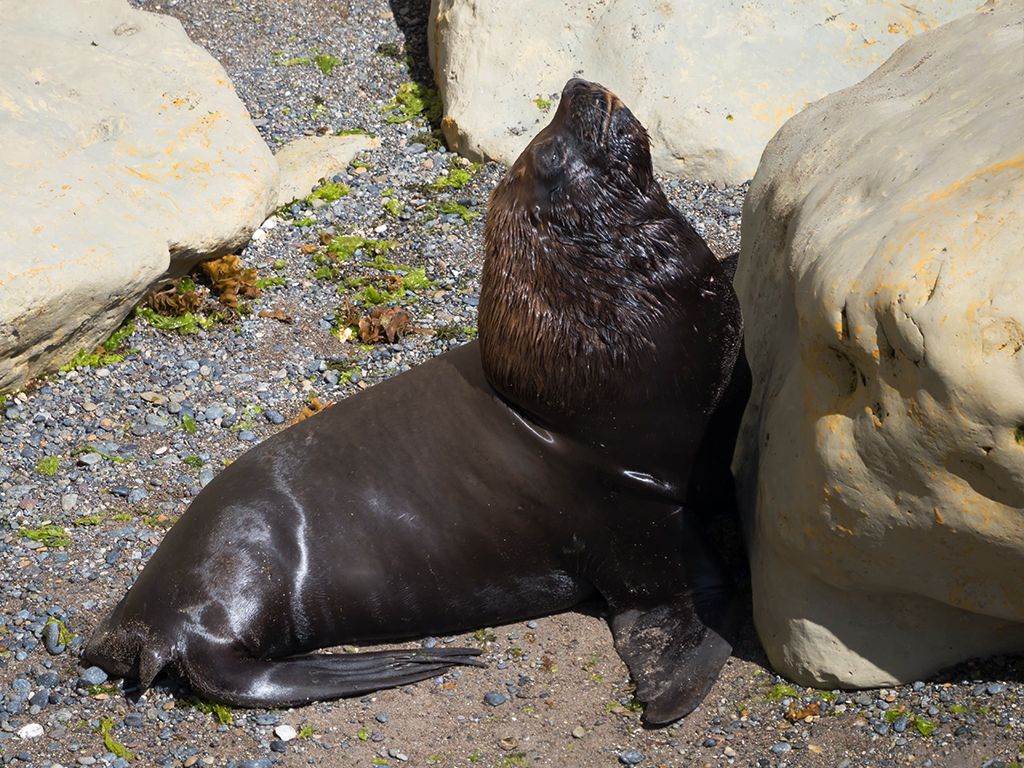 Tremendo el porte del macho