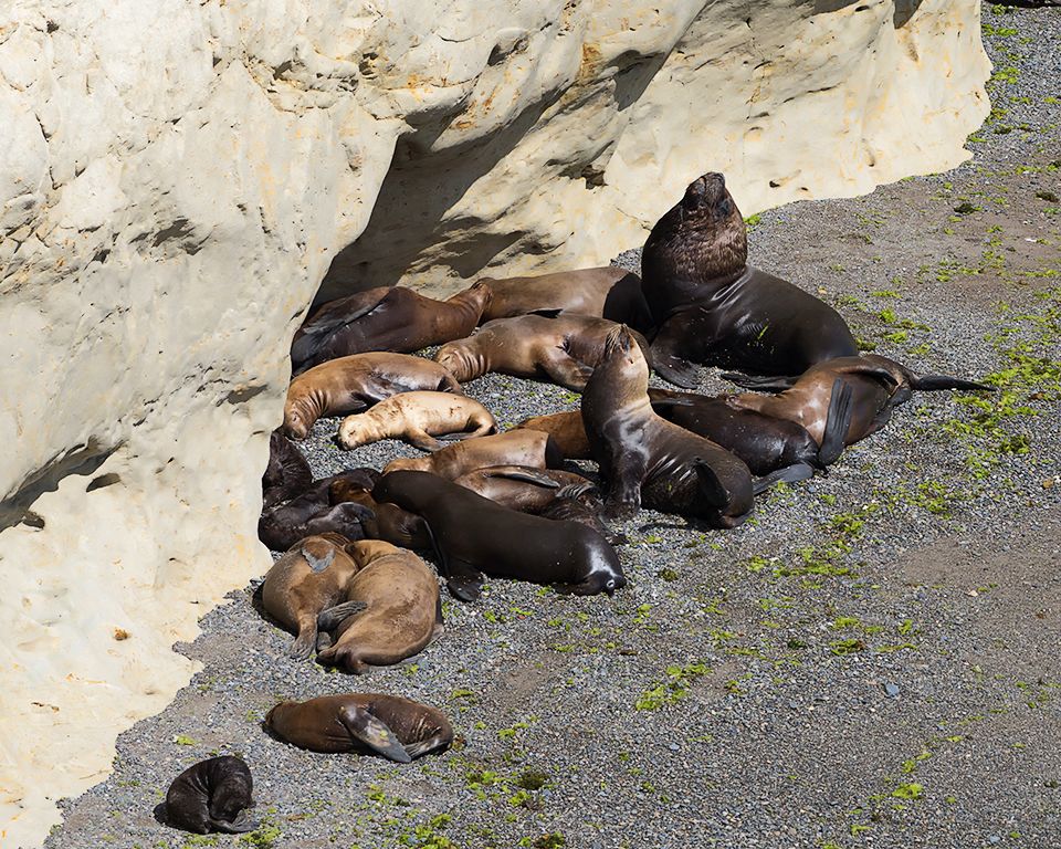 El macho y su harén