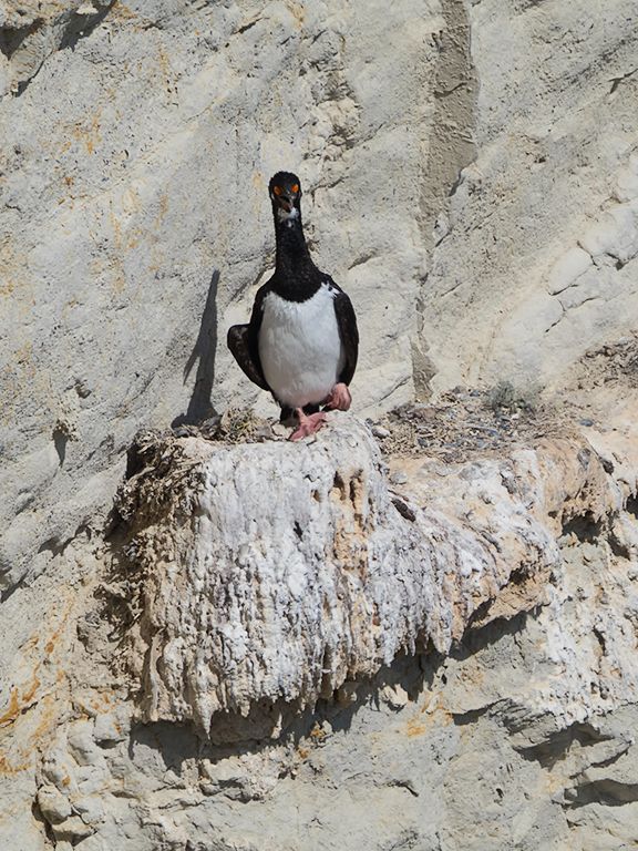 Cormorán cuellinegro