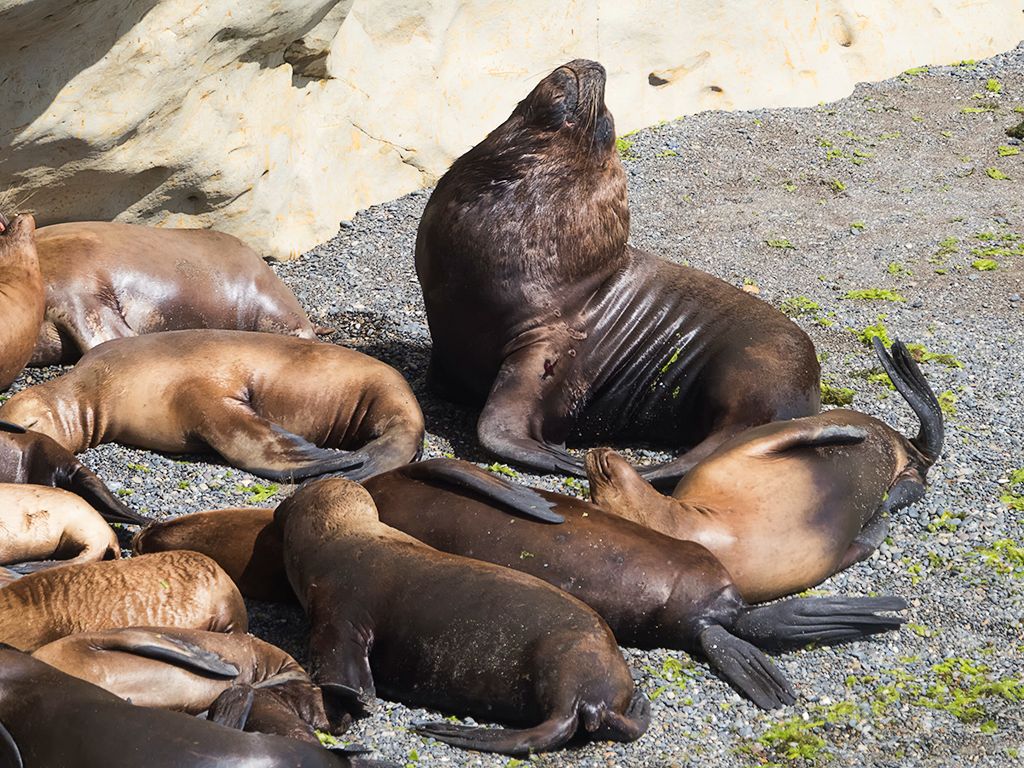 El macho y su harén