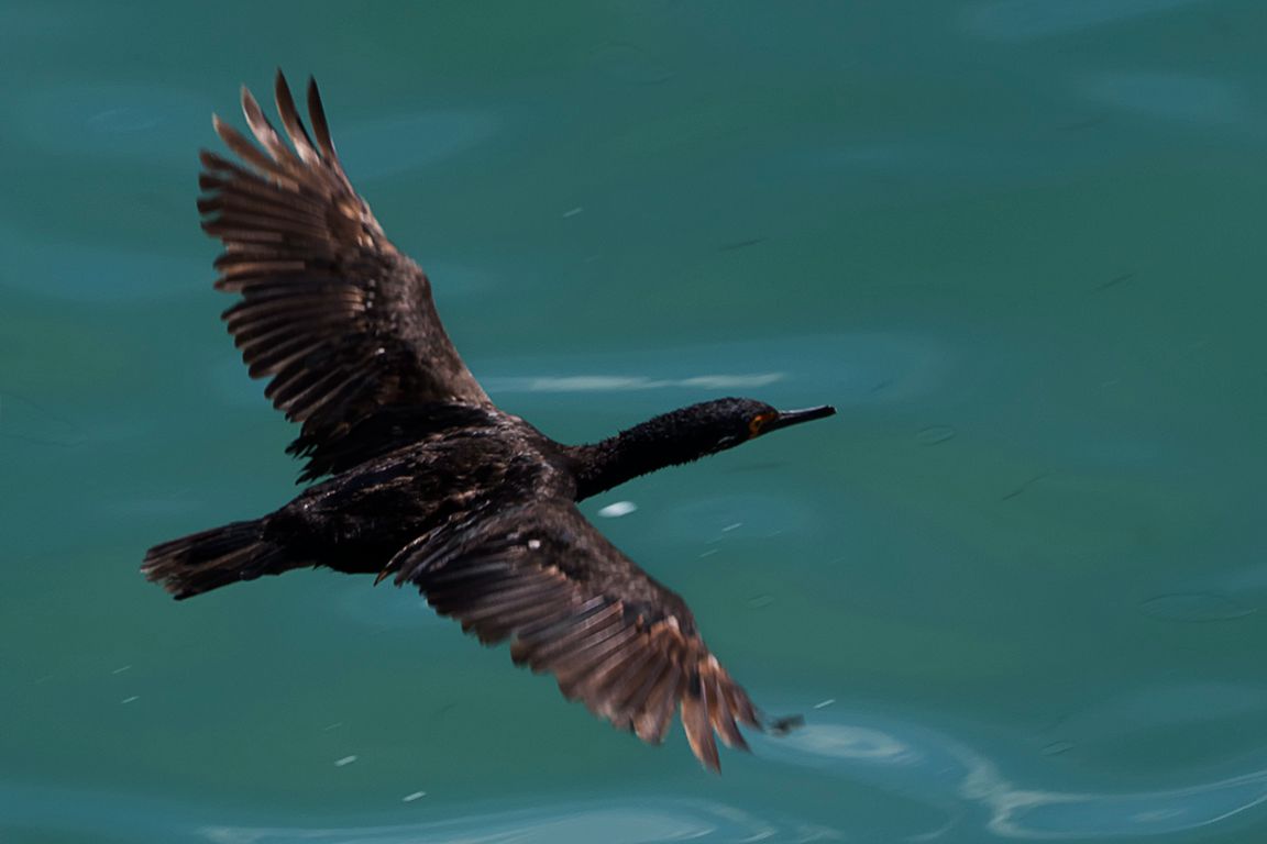 Cormorán cuellinegro