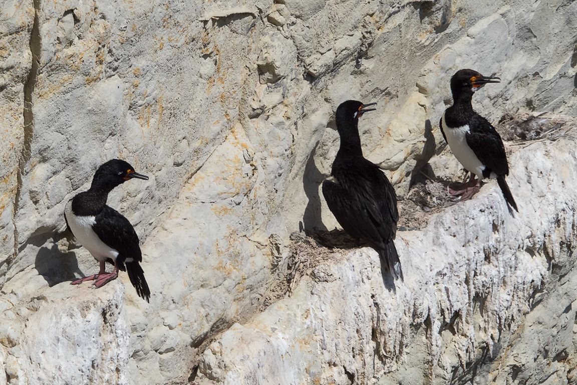 Cormorán cuellinegro