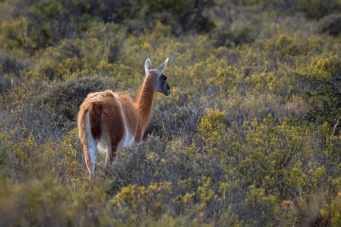 Guanacos