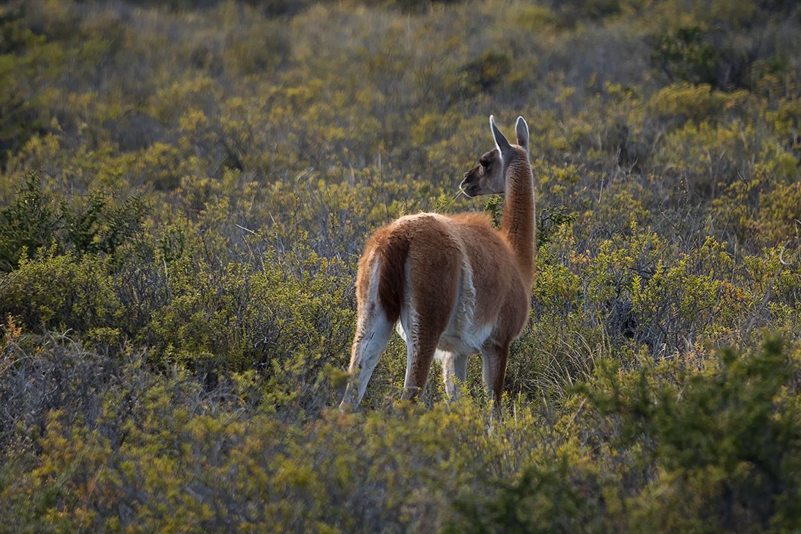 Guanacos