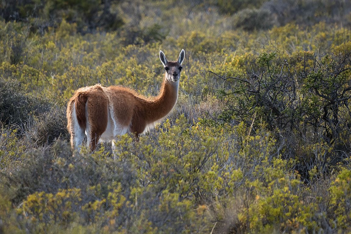 Guanacos
