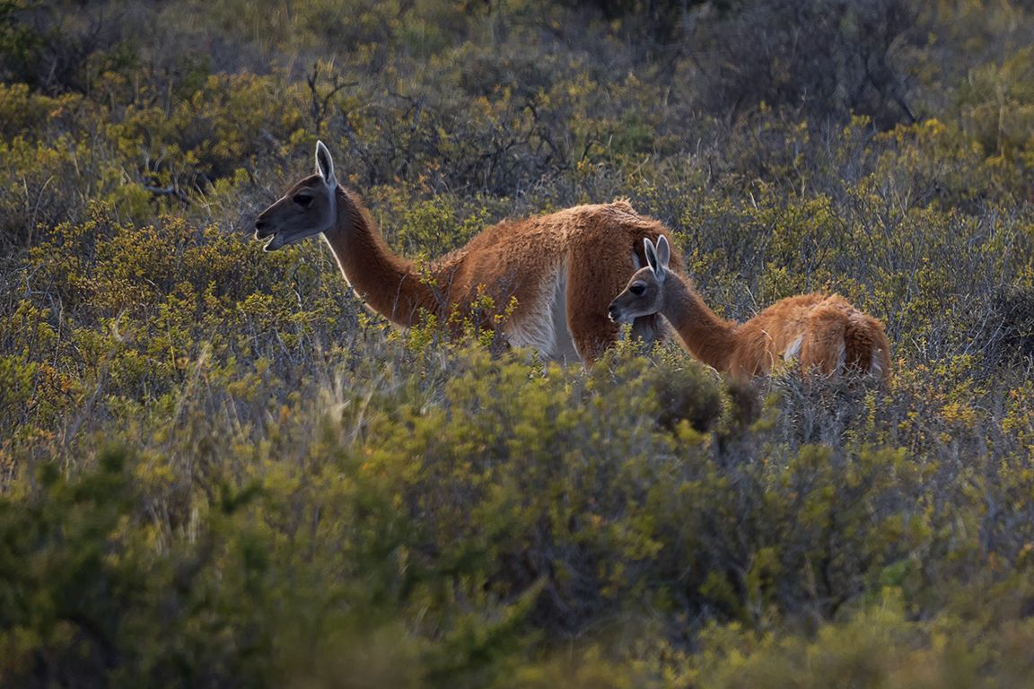Guanacos