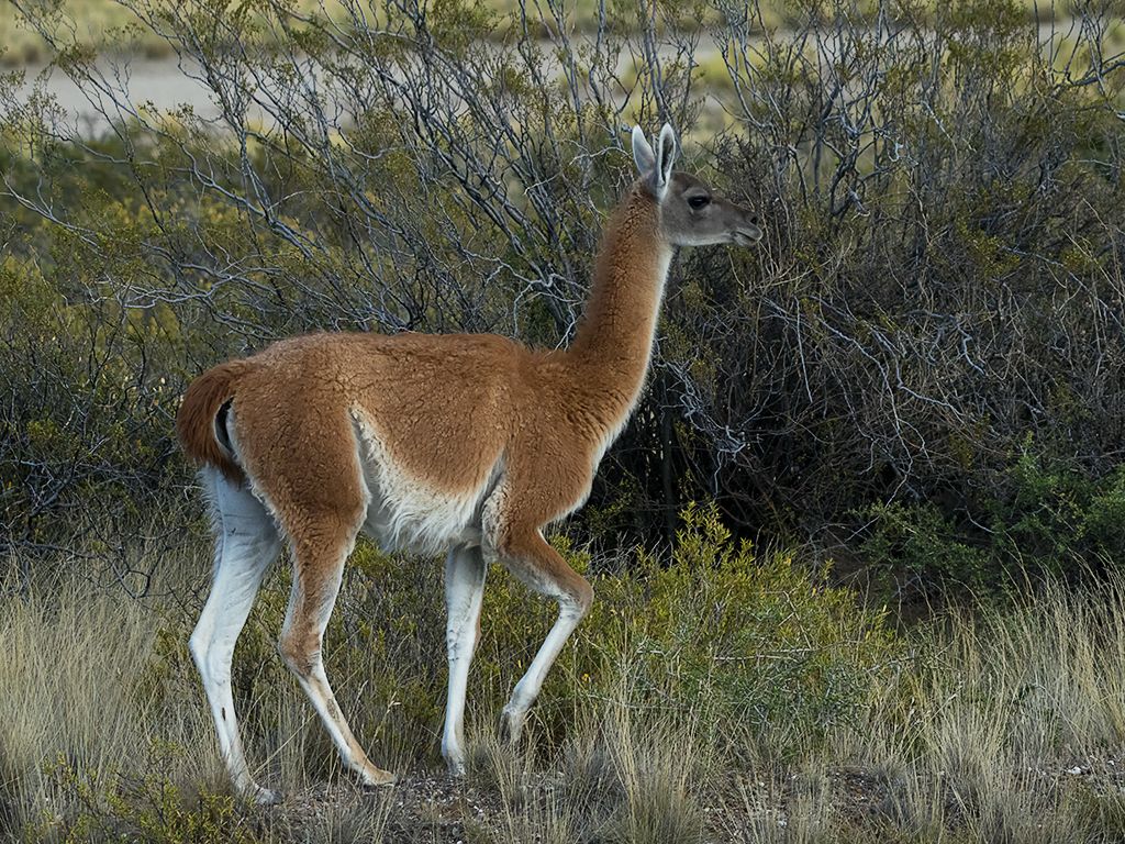 Guanacos