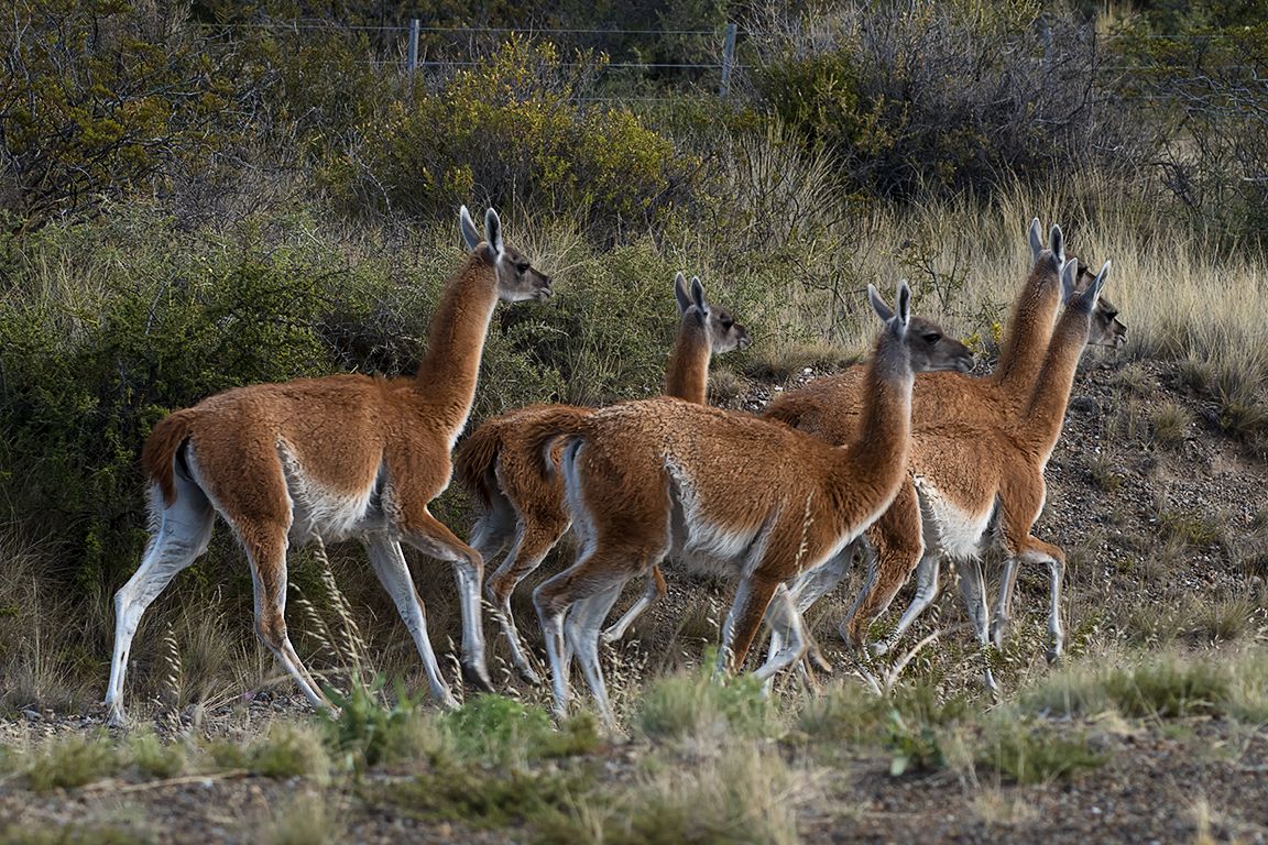 Guanacos