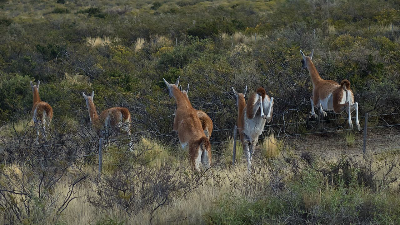Guanacos