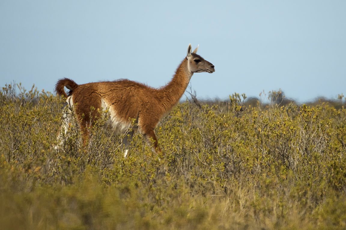 Guanacos
