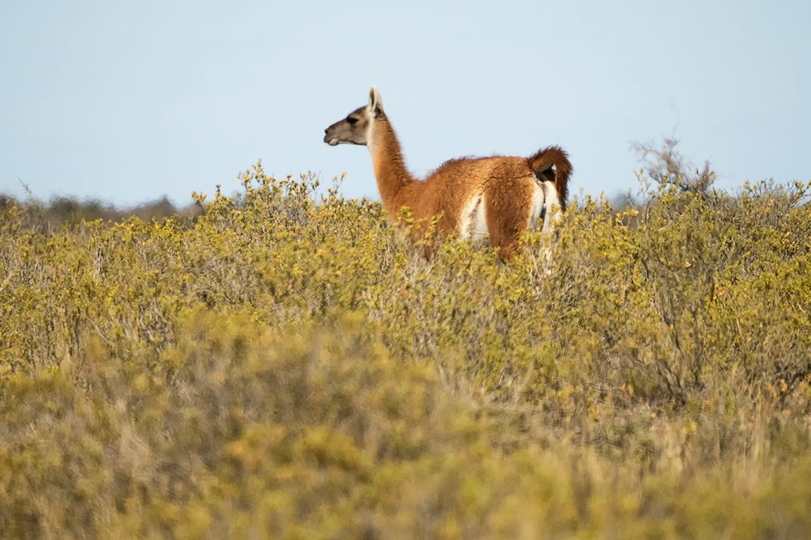 Guanacos