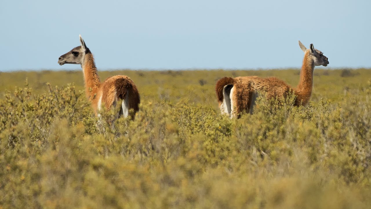 Guanacos