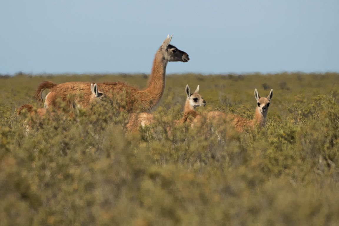 Guanacos