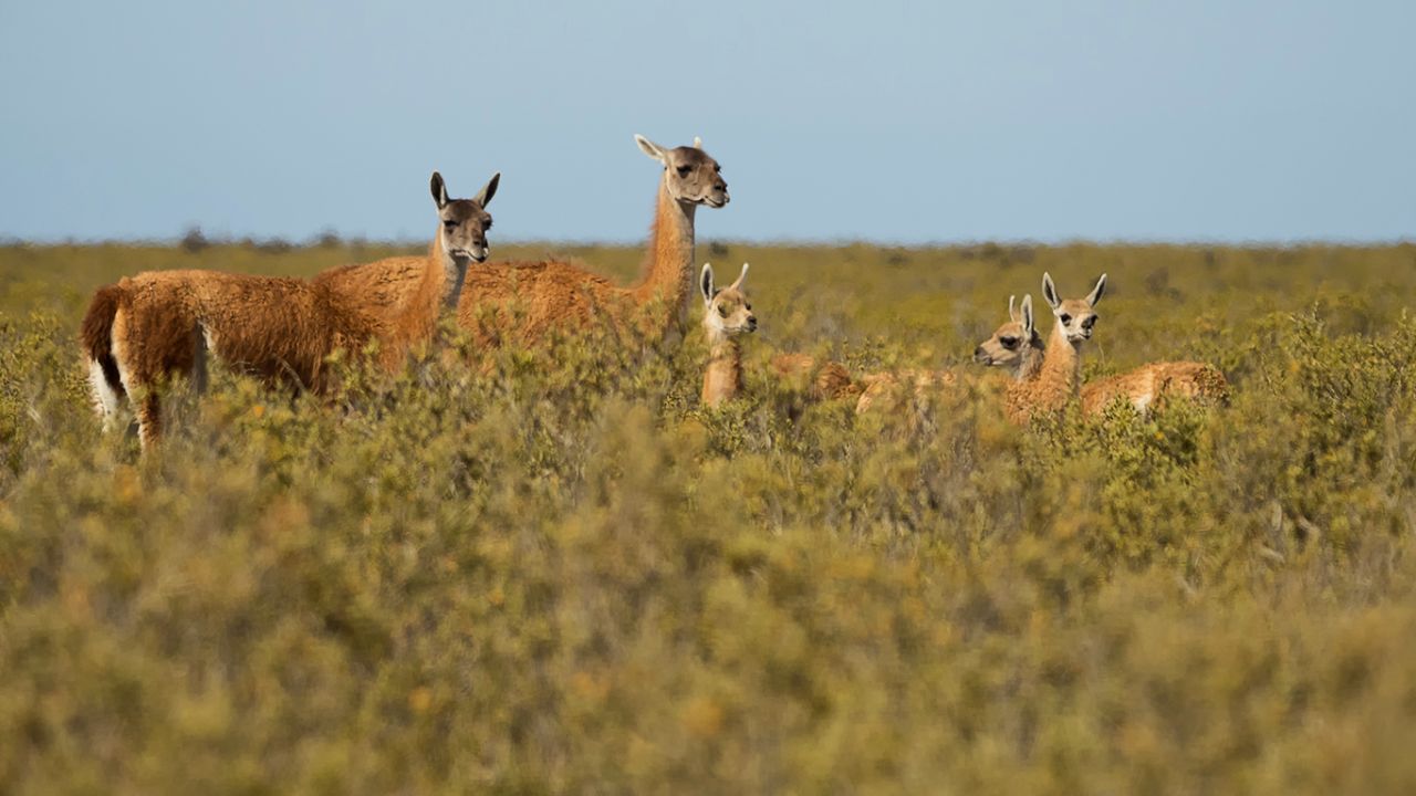 Guanacos
