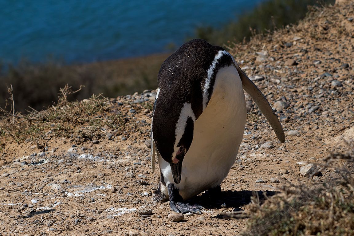 Pingüino de Magallanes