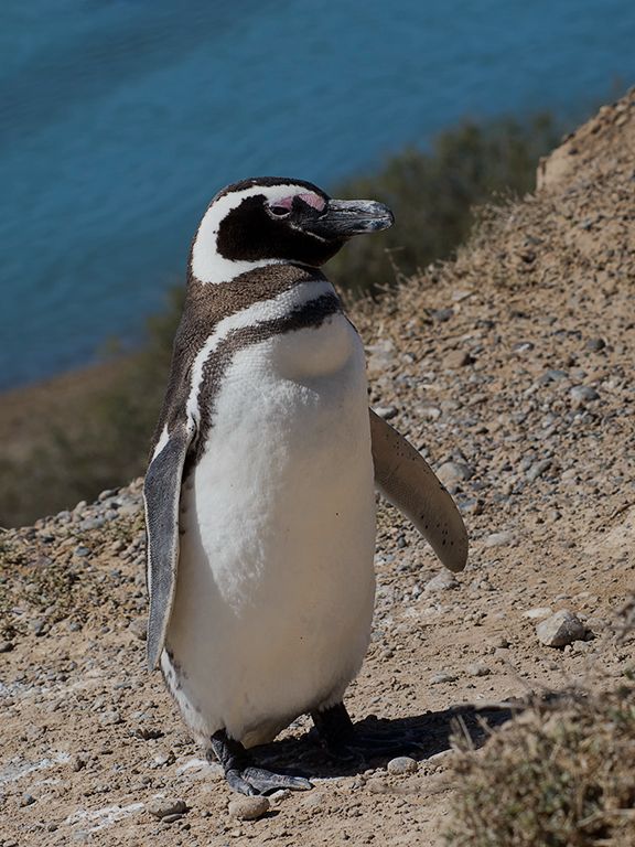 Pingüino de Magallanes