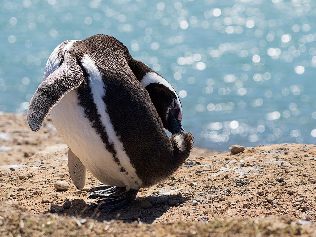 Pingüino de Magallanes