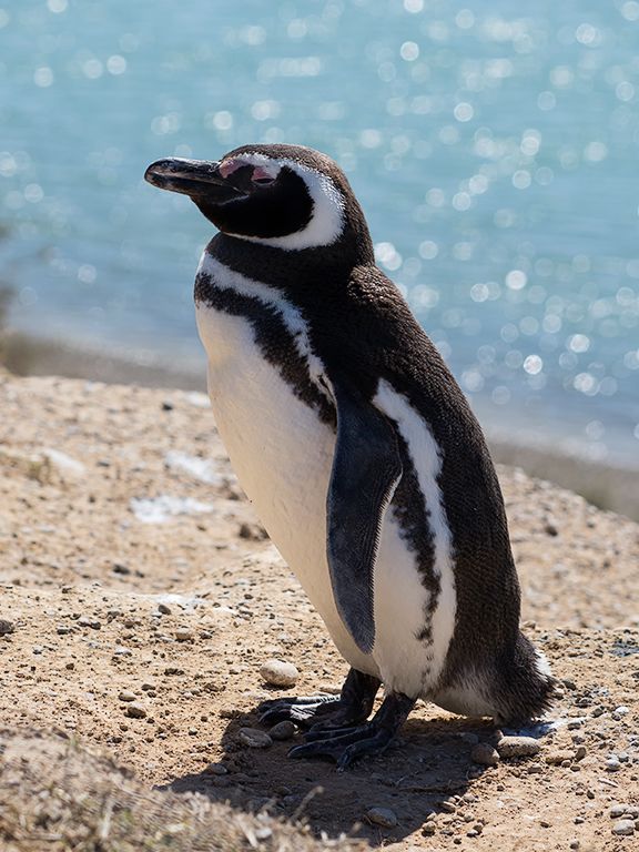 Pingüino de Magallanes