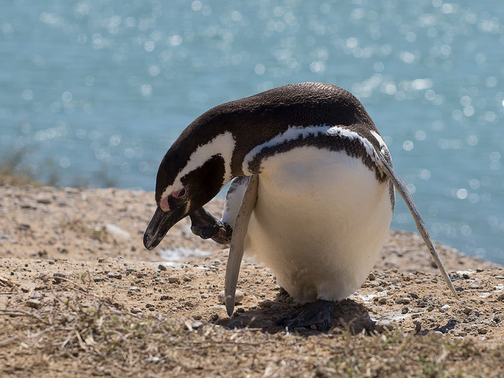 Pingüino de Magallanes