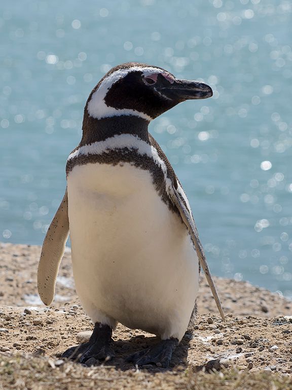Pingüino de Magallanes