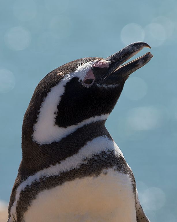 Pingüino de Magallanes