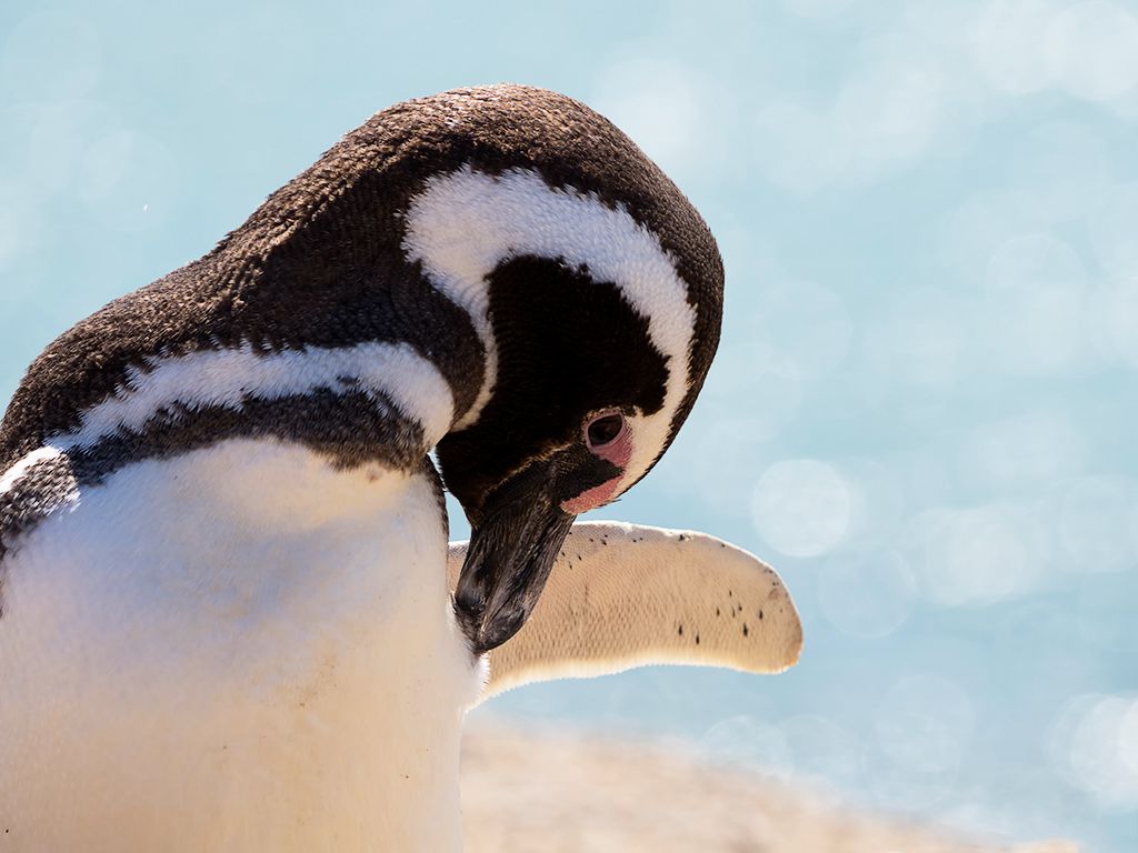 Pingüino de Magallanes