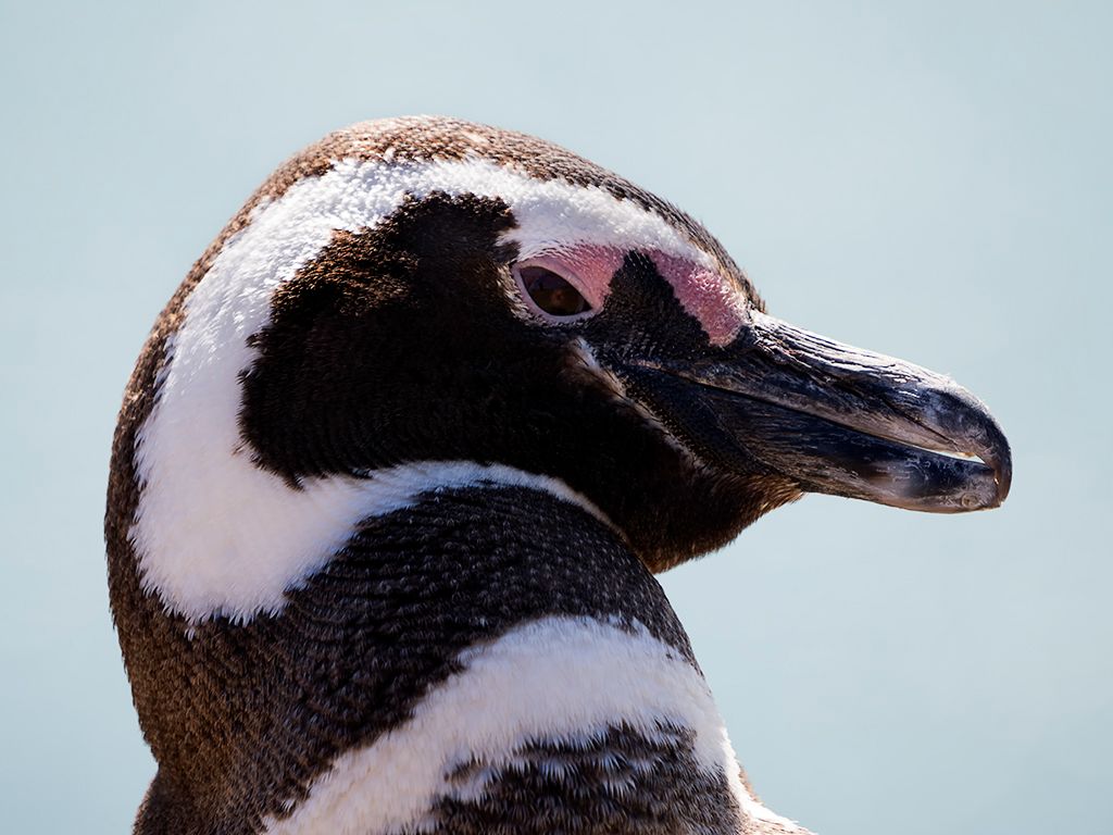 Pingüino de Magallanes