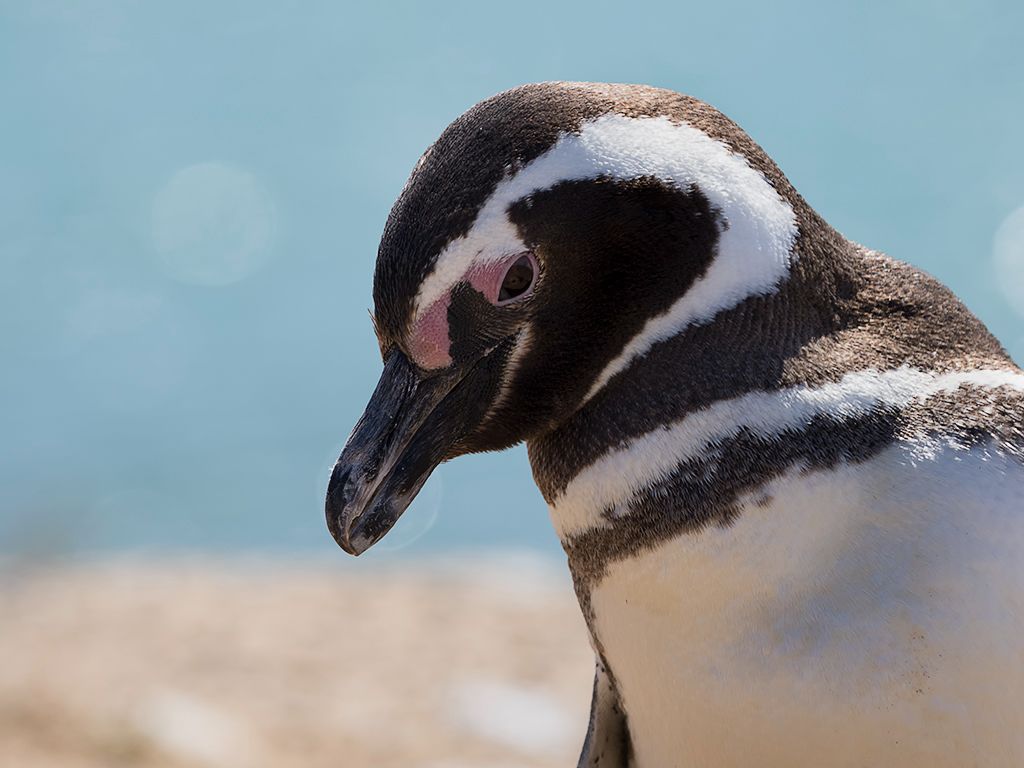 Pingüino de Magallanes