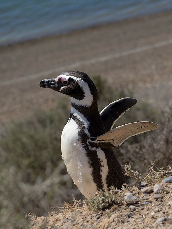 Pingüino de Magallanes