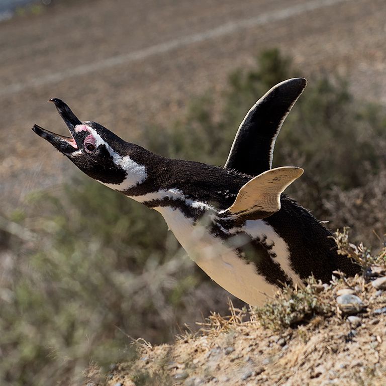 Pingüino de Magallanes