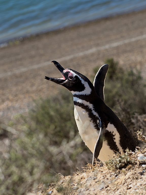 Pingüino de Magallanes
