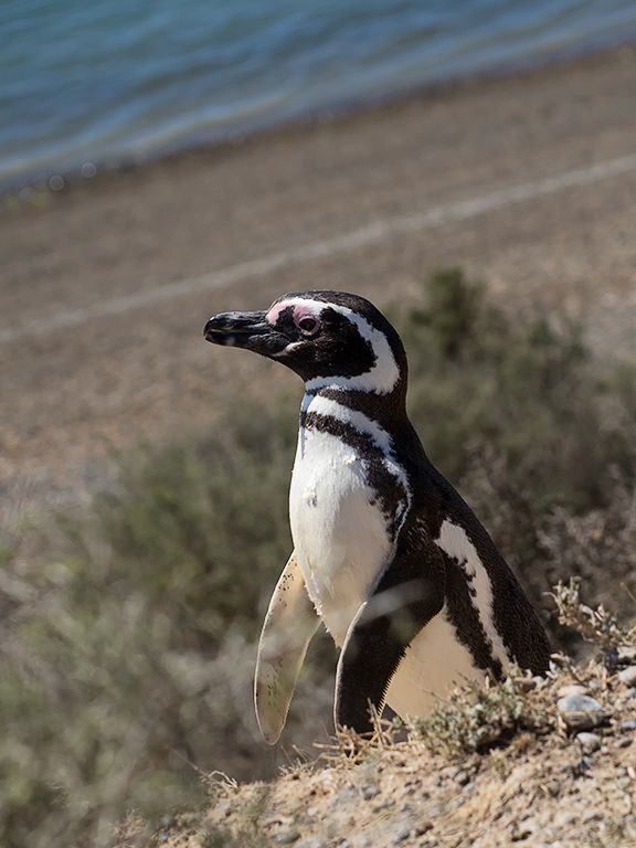Pingüino de Magallanes