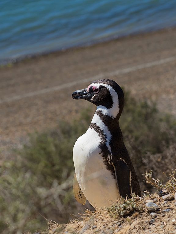 Pingüino de Magallanes