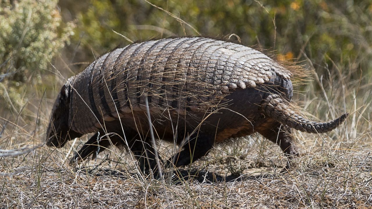 Armadillo