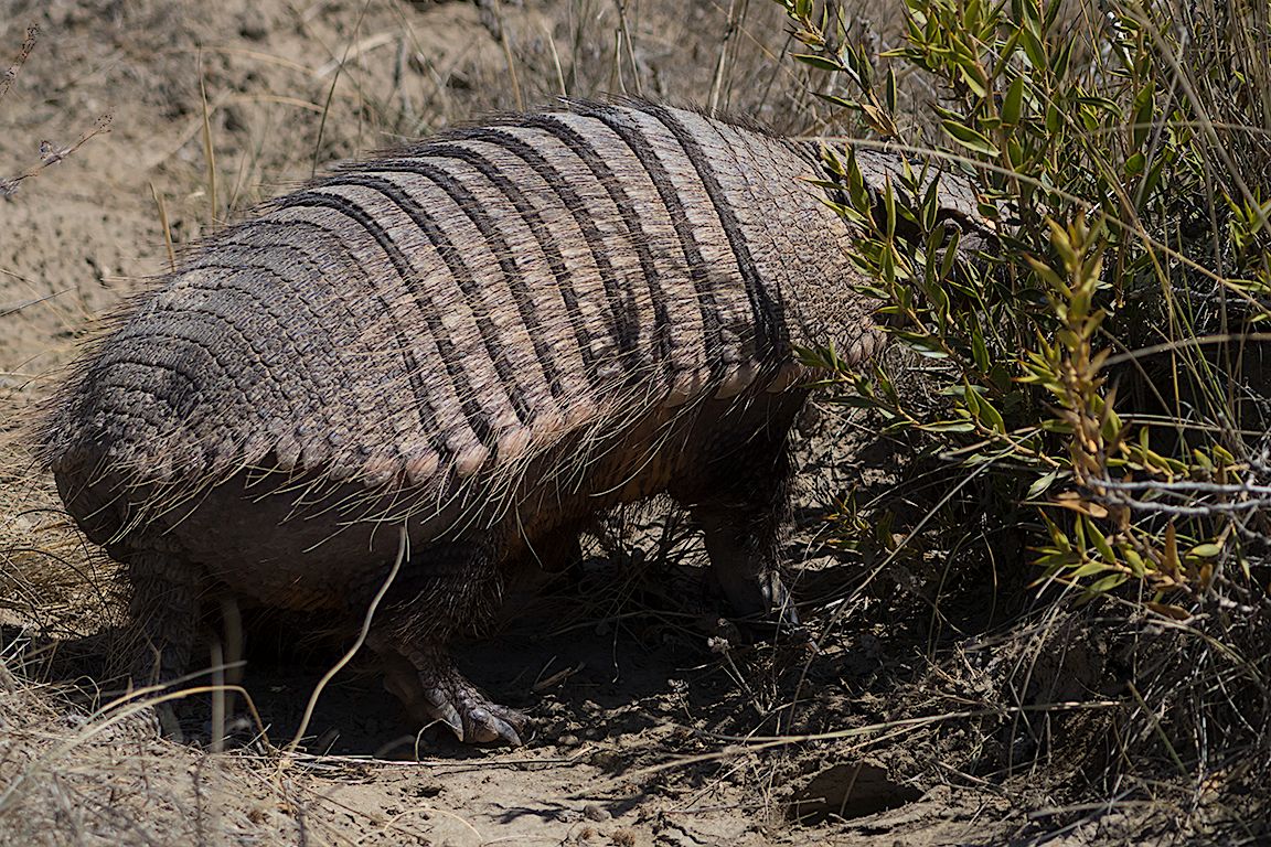 Armadillo